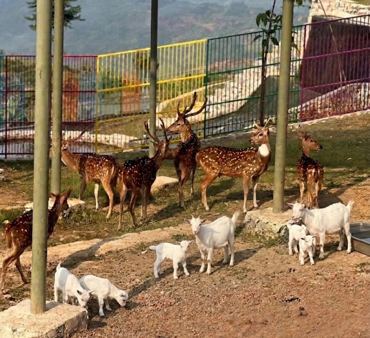 Taman Rusa & Kambing Mini